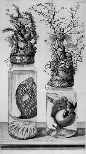 M0016631: Botanical and zoological preparations including a turtle's egg with part of the foetus shown, 1710
