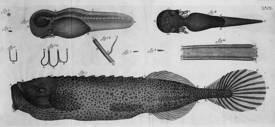 Arcana naturae detecta / Ab Antonio van Leeuwenhoek.