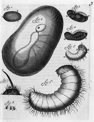 M0016636: Diagram showing the development of an ant from the egg, 1688
