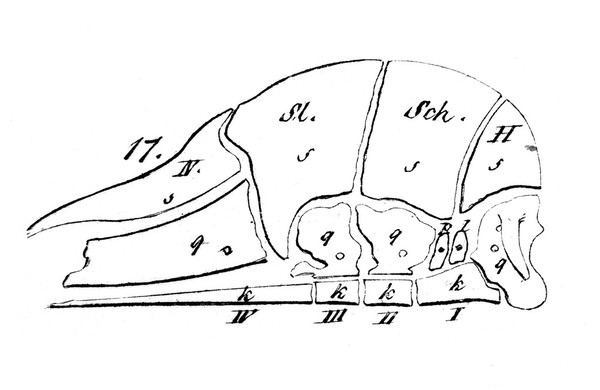 The idealized skull of a mammal.