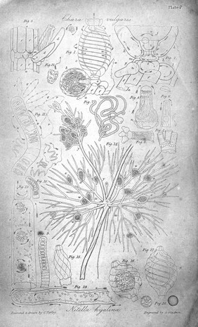 Improvements in the vial microscope / [Cornelius Varley].