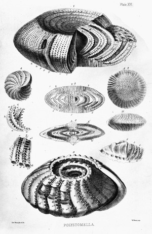 view Foraminifera: Polystomella
