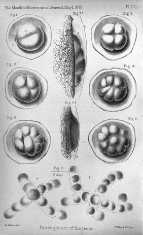 The Monthly microscopical journal : transactions of the Royal Microscopical Society, and record of histological research at home and abroad.