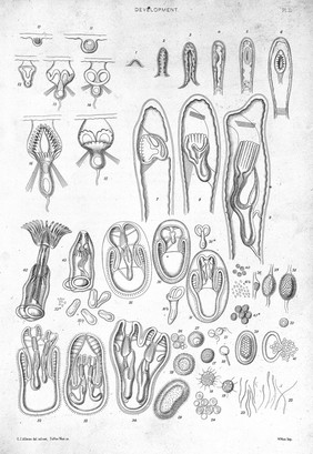 Development of gemma and ovum in polyzoa.