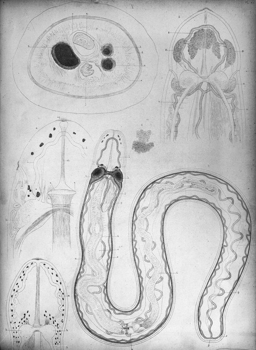 Anatomy of annelids