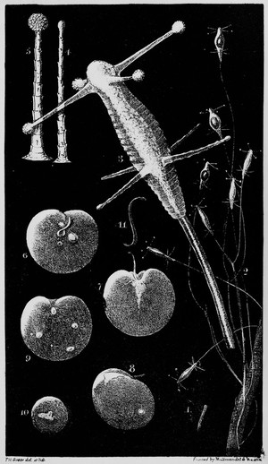 view Two types of protozoa.