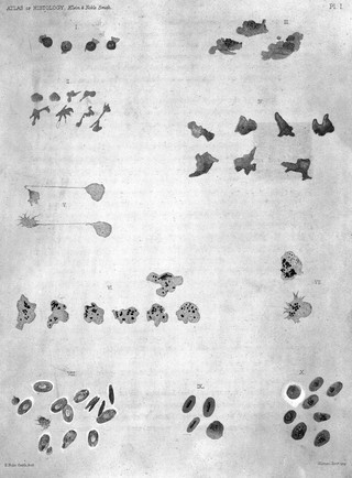 M0016970: Illustration of blood corpuscles, 1880