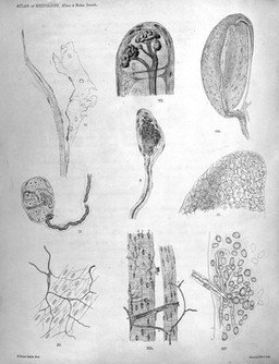 Atlas of histology / by E. Klein and E. Noble Smith.