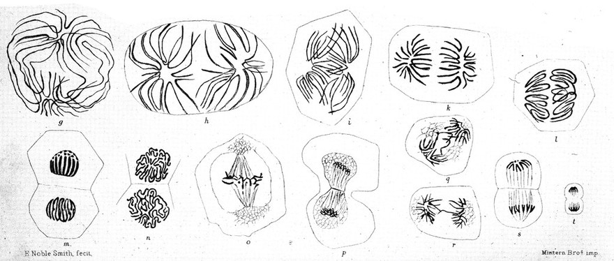 Atlas of histology / by E. Klein and E. Noble Smith.