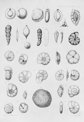 Paper on the foraminifera collected by H.M.S. Challenger