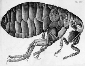 view Robert Hooke, Micrographia, flea