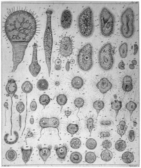 The reproduction of paramaecium bursaria.