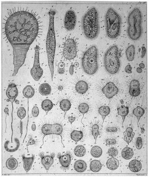 view The reproduction of paramaecium bursaria.