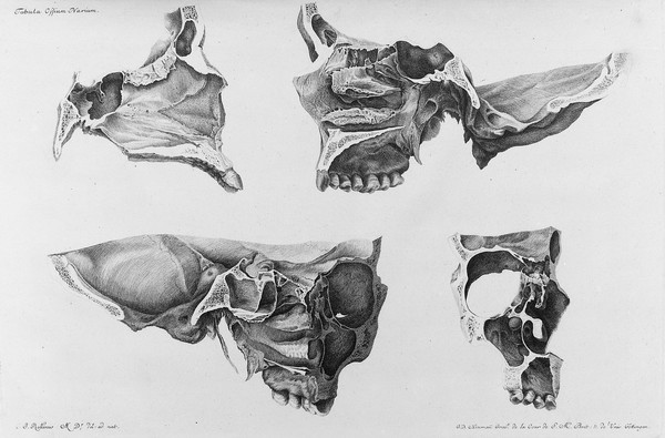 Iconum anatomicarum quibus praecipuae partes corporis humanae delineatae continentur Fasc. I[-VIII] / [Albrecht von Haller].