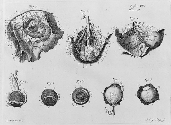 Iconum anatomicarum quibus praecipuae partes corporis humanae delineatae continentur Fasc. I[-VIII] / [Albrecht von Haller].