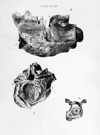 M0017179: Spondylitis in a crocodile, from Ruffer: <i>Studies in the Palaeopathology of Egypt</i> (1921)
