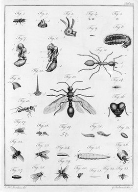 Entomologie und Helminthologie des menschlichen Körpers, oder, Beschreibung und Abbildung der Bewohner und Feinde desselben unter den Insekten und Würmern / von Johann Heinrich Joerdens.