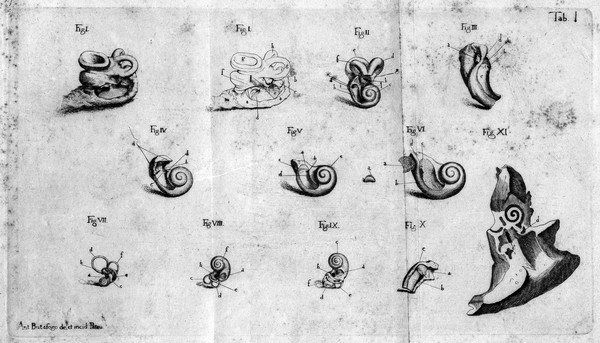 De structura fenestrae rotundae auris, et de tympano secundario anatomicae observationes / [Antonio Scarpa].