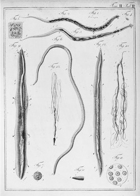 Entomologie und Helminthologie des menschlichen Körpers, oder, Beschreibung und Abbildung der Bewohner und Feinde desselben unter den Insekten und Würmern / von Johann Heinrich Joerdens.