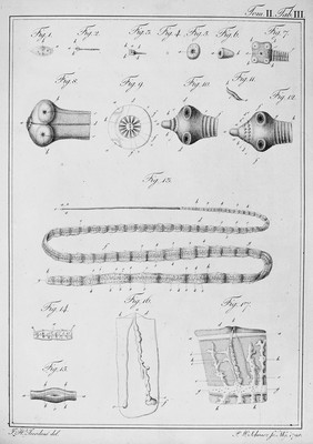 Entomologie und Helminthologie des menschlichen Körpers, oder, Beschreibung und Abbildung der Bewohner und Feinde desselben unter den Insekten und Würmern / von Johann Heinrich Joerdens.