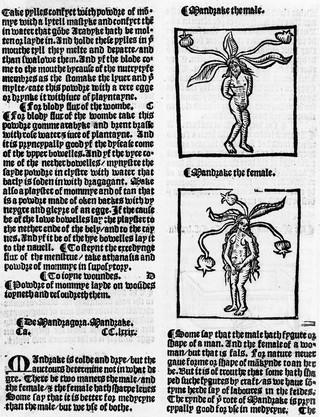 M0017586: The male and female mandrake, c.1529