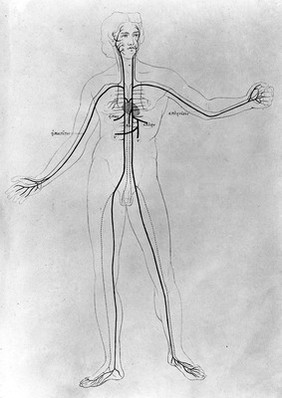 Aristoteles Thierkunde, 1868: vascular system