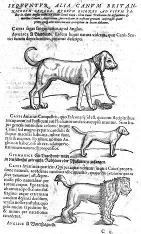 Icones animalium quadrupedum viviparorum et oviparorum quae in historia animalium / Conradi Gesneri libro primo et secundo describuntur, cum nomenclaturis singulorum latinis, graecis, italicis, gallicis et germanicis plerumque.