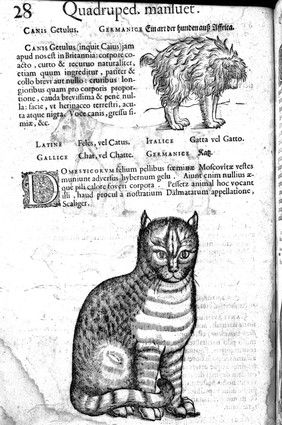 Icones animalium quadrupedum viviparorum et oviparorum quae in historia animalium / Conradi Gesneri libro primo et secundo describuntur, cum nomenclaturis singulorum latinis, graecis, italicis, gallicis et germanicis plerumque.