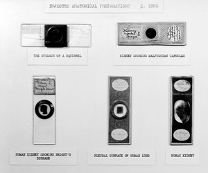 view Injected anatomical preparations.