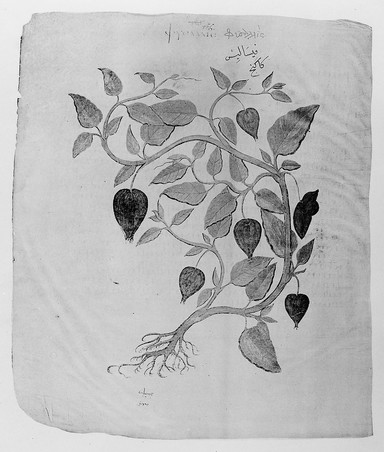 Codex Aniciae Iulianae picturis illustratus : nunc Vindobonensis Med. Gr. I. phototypice editus / Moderante Iosepho de Karabacek ... praefati sunt Antonius de Premerstein [and others] Accedit tabula lithographica.