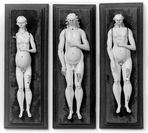 view Anatomical figures in ivory; 2 female and one male