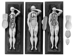 view Anatomical figures in ivory; 2 female and one male.