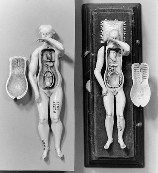 Anatomical figures in ivory; 2 females.