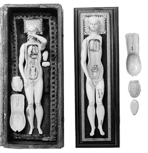 view Anatomical figures in ivory; 2 females.