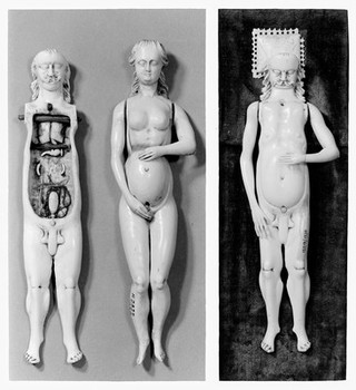 Anatomical figures in ivory; 1 female and 2 males
