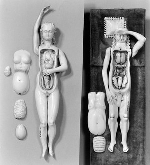 view Anatomical figures in ivory; 1 female and 2 males.