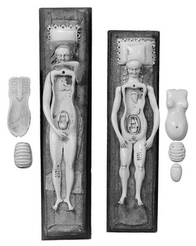 Anatomical figures in ivory; 2 females.