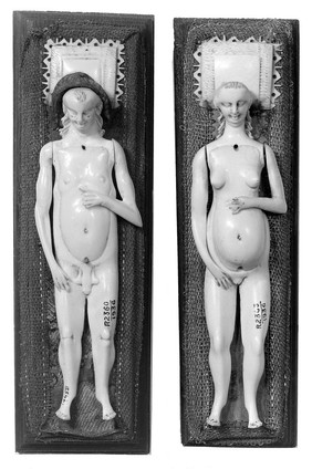 Anatomical figures in ivory; 1 male, 1 female