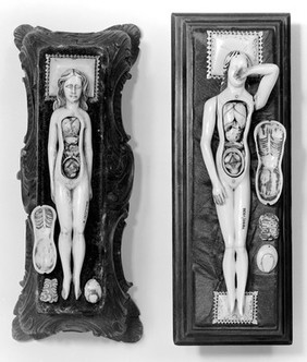 Anatomical figures in ivory; 2 females.