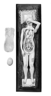 Anatomical figures in ivory; 2 females, layer removed