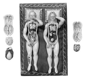 view Anatomical figures in ivory; 1 male and 1 female.