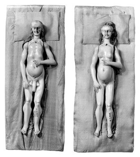 Anatomical figures in ivory; 1 male and 1 female