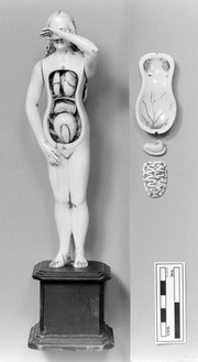 Anatomical figures in ivory; 1 female, with layer removed