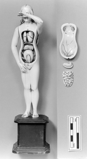 view Anatomical figures in ivory; 1 female, with layer removed