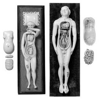 Anatomical figures in ivory; 1 male and 1 female.