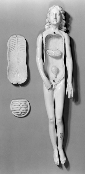 M0018670EB: Anatomical male figure in ivory