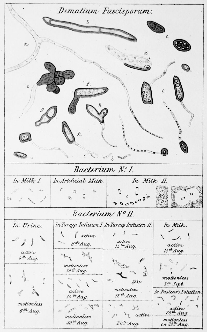 Germ theory of putrefaction wellcome collection