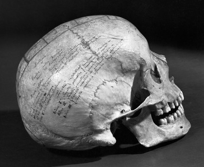 Human skull with phrenological markings.