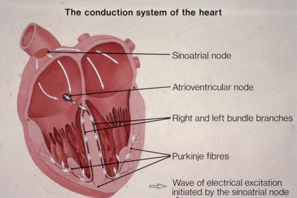 Normal heart, conduction system