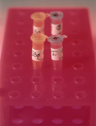 Laboratory equipment, eppendorfs in rack